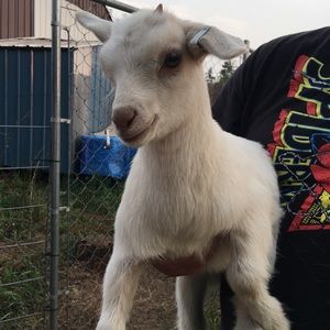 Meet your Posher, Pam